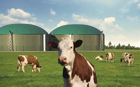 Kühe auf einer grünen Wiese vor einer Biogasanlage Kühe auf einer grünen Wiese vor einer Biogasanlage