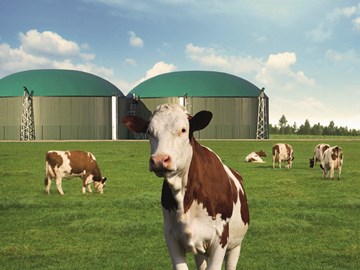 Kühe auf einer grünen Wiese vor einer Biogasanlage Kühe auf einer grünen Wiese vor einer Biogasanlage