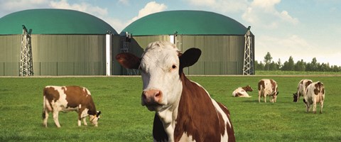 Kühe auf einer grünen Wiese vor einer Biogasanlage Kühe auf einer grünen Wiese vor einer Biogasanlage